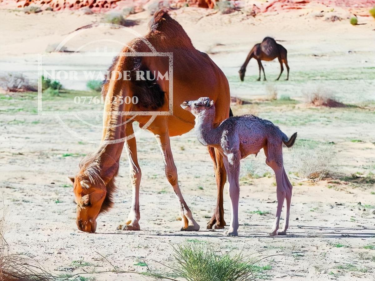 Nor Wadi Rum Exteriér fotografie