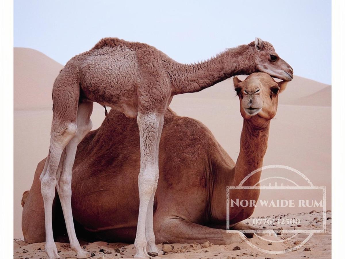 Nor Wadi Rum Exteriér fotografie