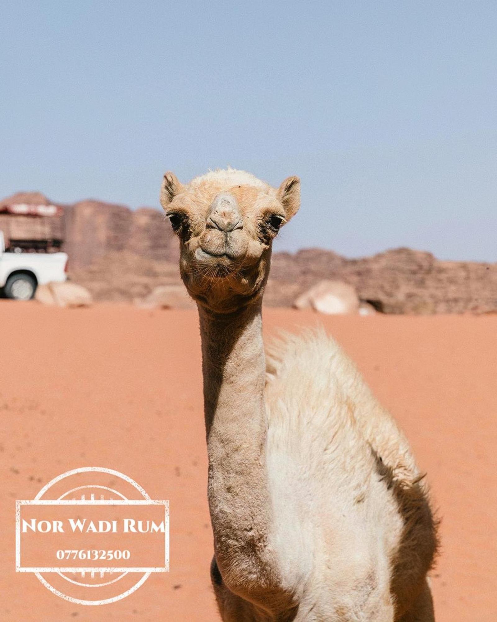 Nor Wadi Rum Exteriér fotografie